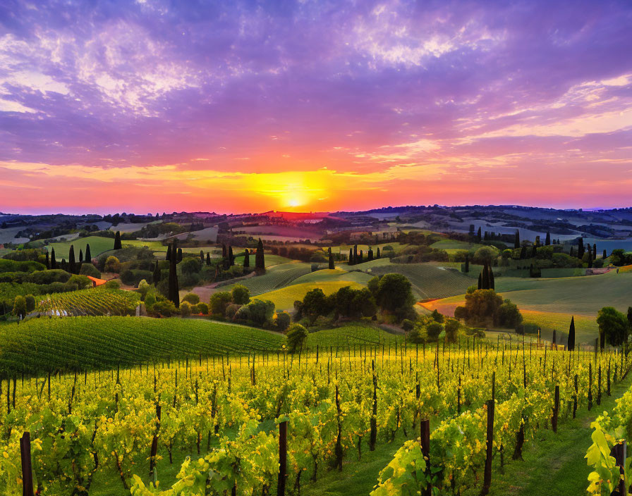 Vibrant sunset over rolling vineyard hills in serene countryside