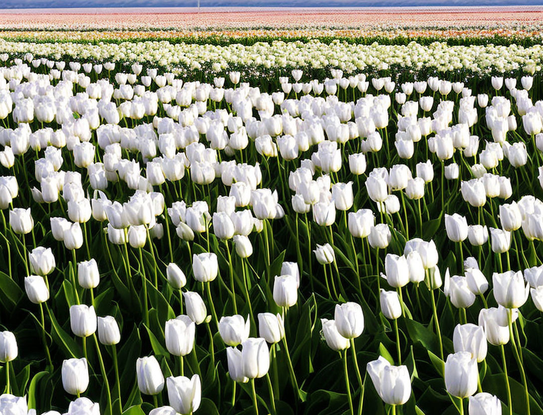 Colorful Tulip Fields with White Tulips in Foreground and Bright Sky