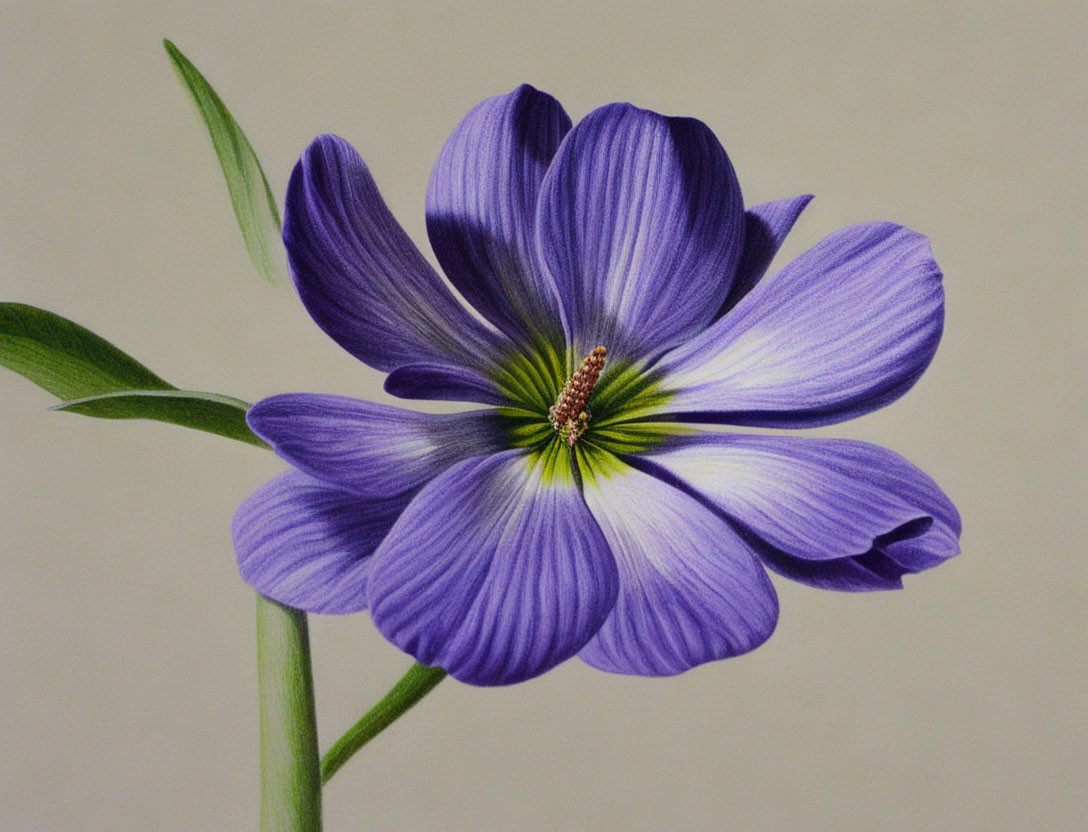 Detailed Purple Flower Drawing with Prominent Stamen