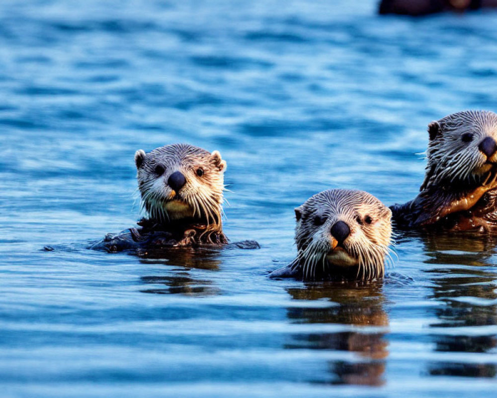 Three Otters Floating in Blue Water with Heads Poking Out