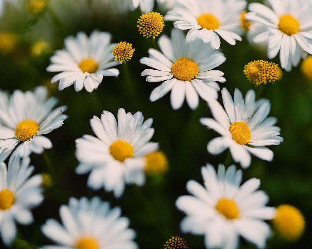 Close-up of vibrant white daisies with yellow centers on blurred green background