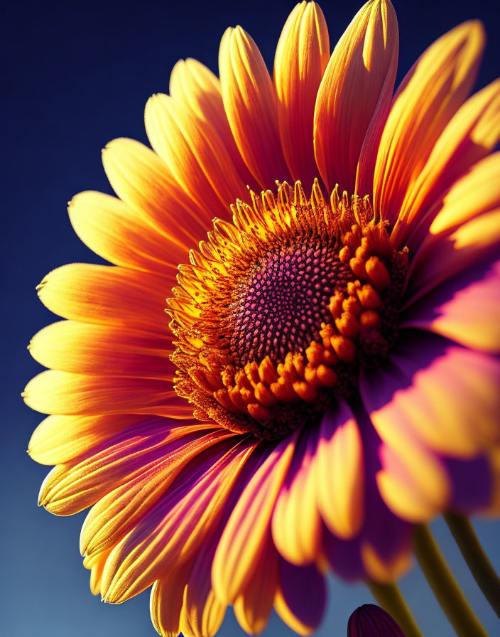 Bright Sunflower with Dark Center Against Blue Sky