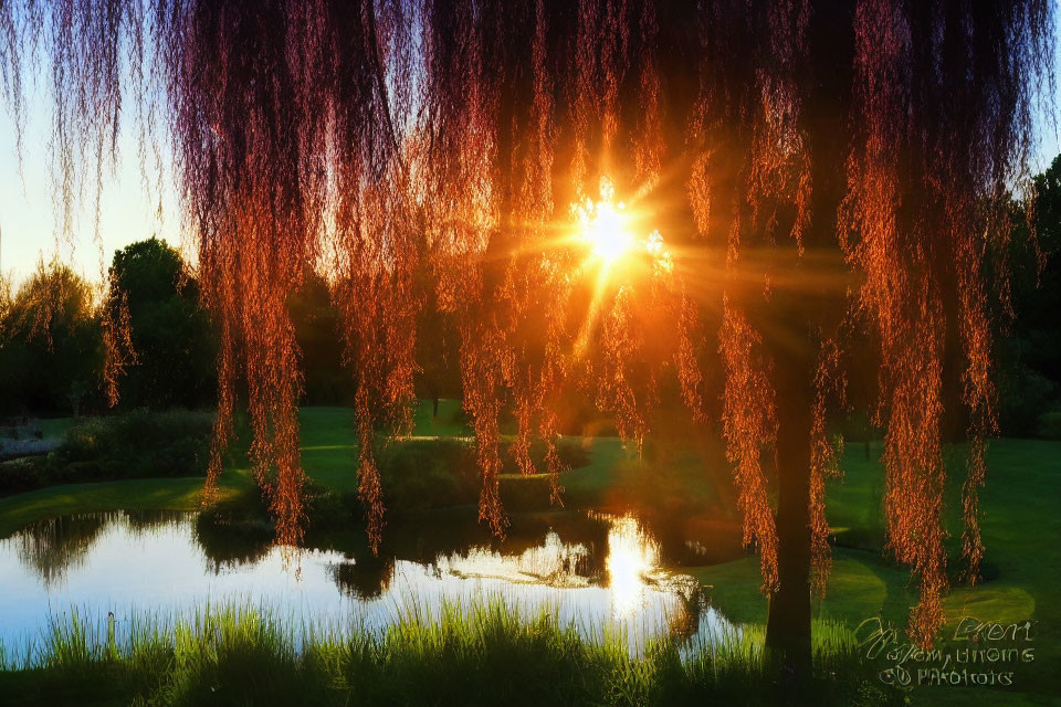 Tranquil pond scene at sunset with weeping willow branches