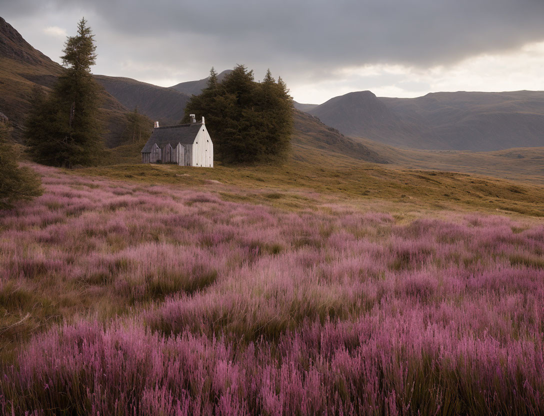 White House Surrounded by Purple Flora and Rolling Hills