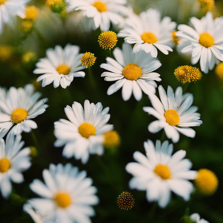 Close-up of vibrant white daisies with yellow centers on blurred green background