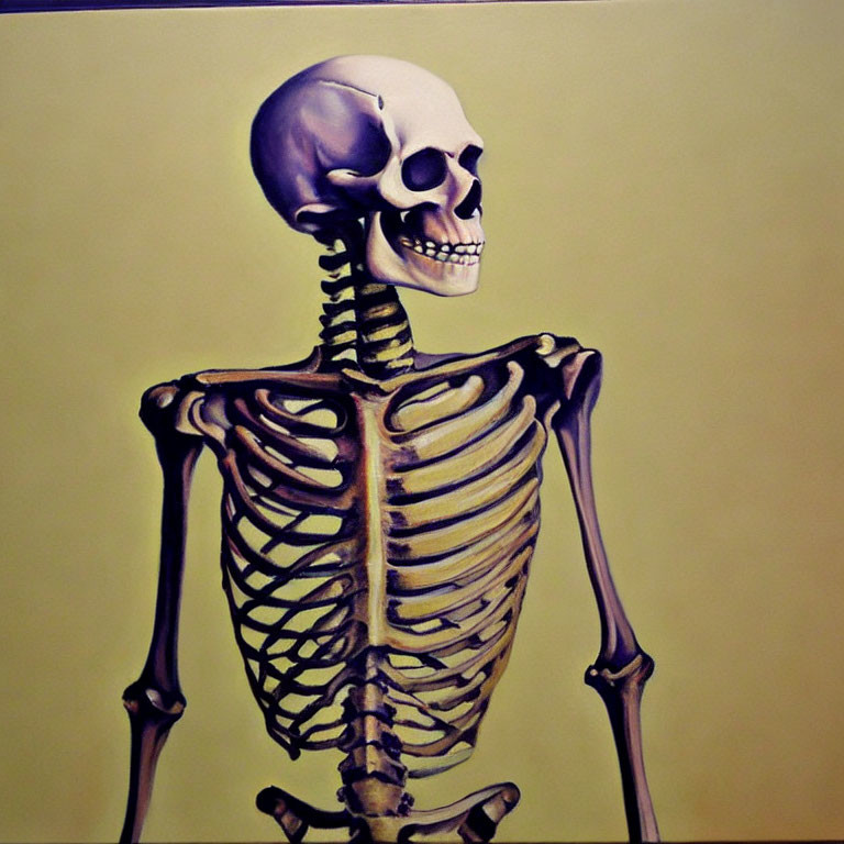 Detailed Human Skeleton Model with Skull, Ribs, and Upper Limbs on Pale Yellow Background