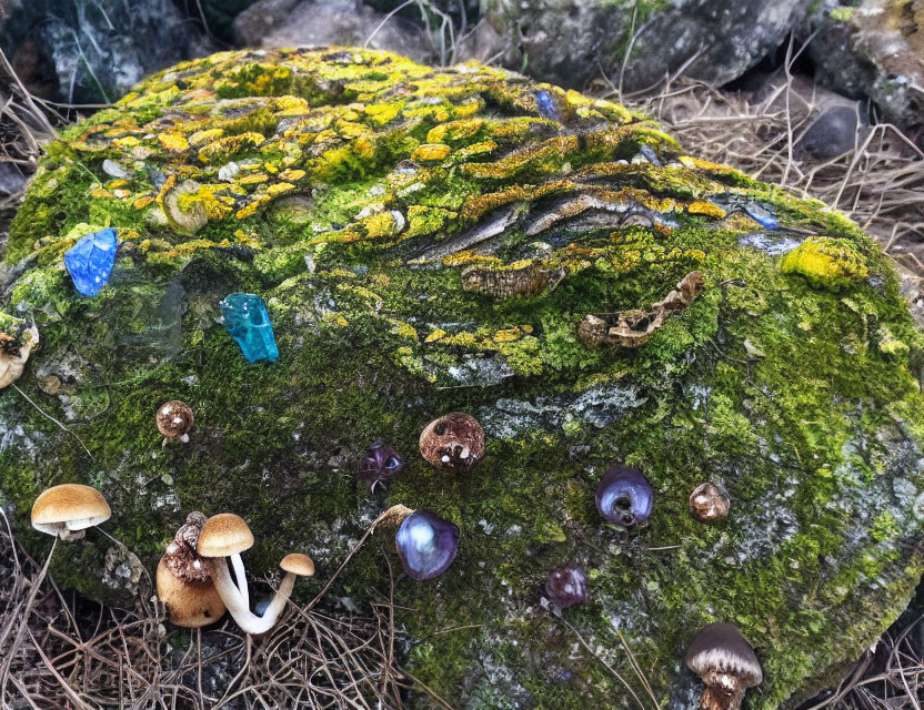 Moss-Covered Rock with Lichen, Crystals, and Mushrooms