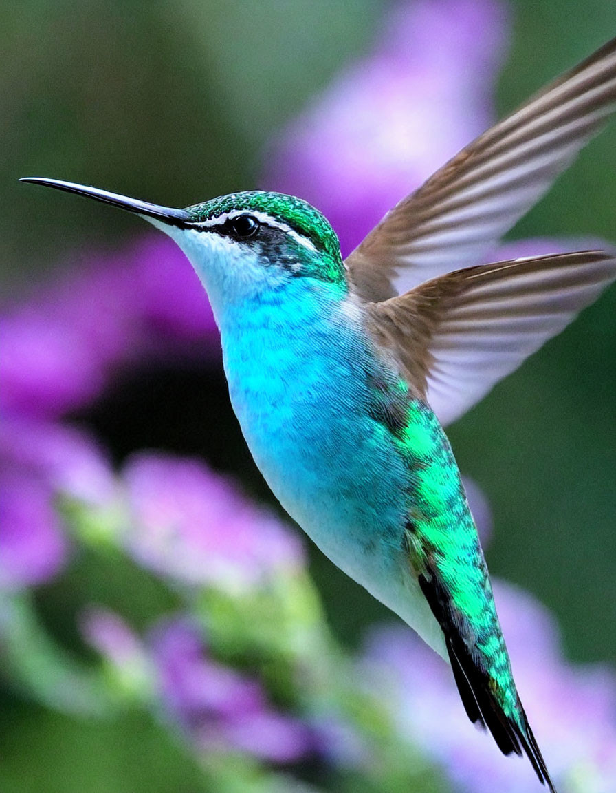 Colorful hummingbird in mid-flight with iridescent green feathers against purple flowers.