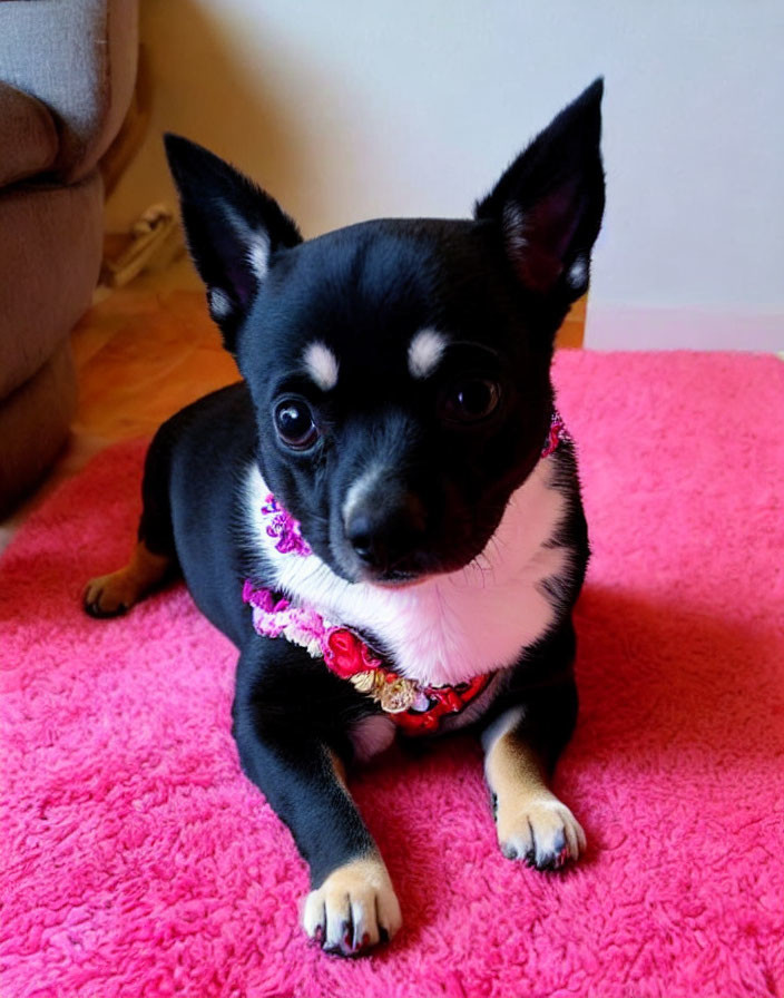 Black Chihuahua with White and Tan Markings on Pink Rug wearing Beaded Necklace