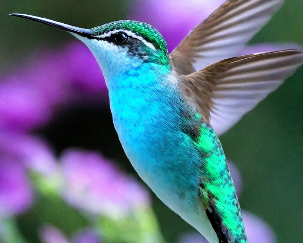 Colorful hummingbird in mid-flight with iridescent green feathers against purple flowers.