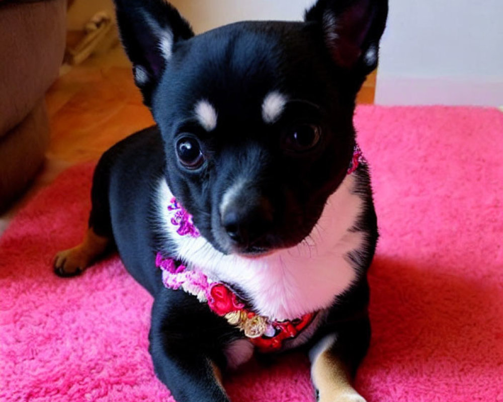 Black Chihuahua with White and Tan Markings on Pink Rug wearing Beaded Necklace