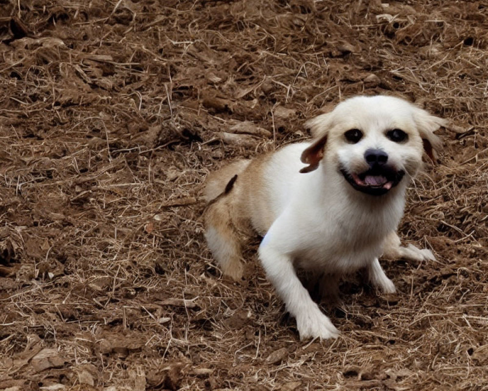 Small Light-Colored Dog with Happy Expression on Dry Soil