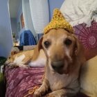 Brown Dog in Yellow Hat Surrounded by Flowers and Beads