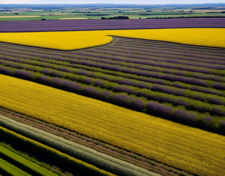 Vibrant Yellow and Purple Agricultural Fields from Above