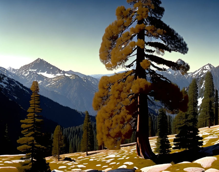 Snowy Alpine Landscape with Bent Pine Tree and Mountain Peaks