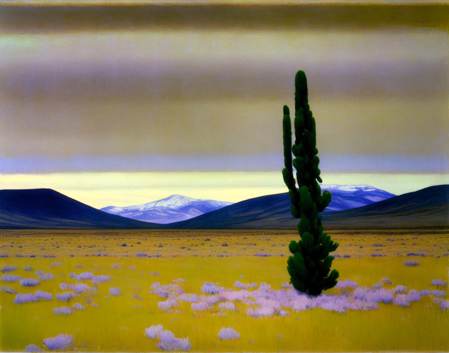 Tall Cactus in Field of Yellow Flowers with Mountains - Scenic Landscape