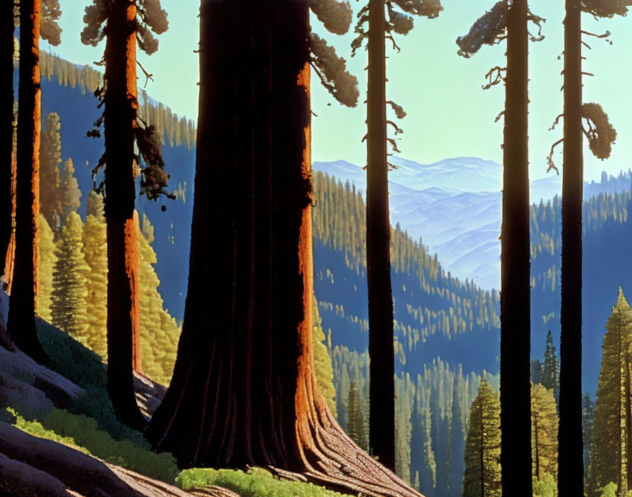 Sunlit forest with sequoia trees, hills, and blue sky illustration