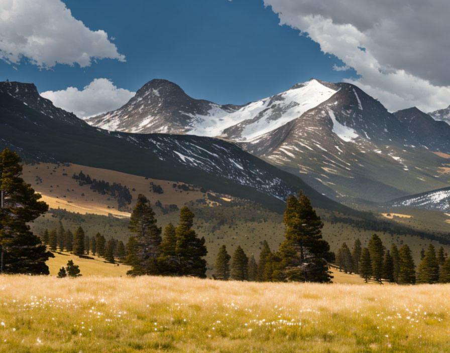 Scenic meadow with pine trees and snowy mountains under cloudy sky