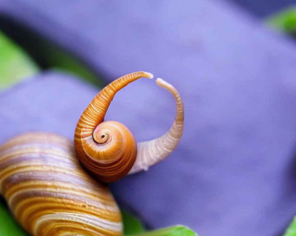 Detailed Snail Spiral Shell Close-Up on Leaf with Purple Background