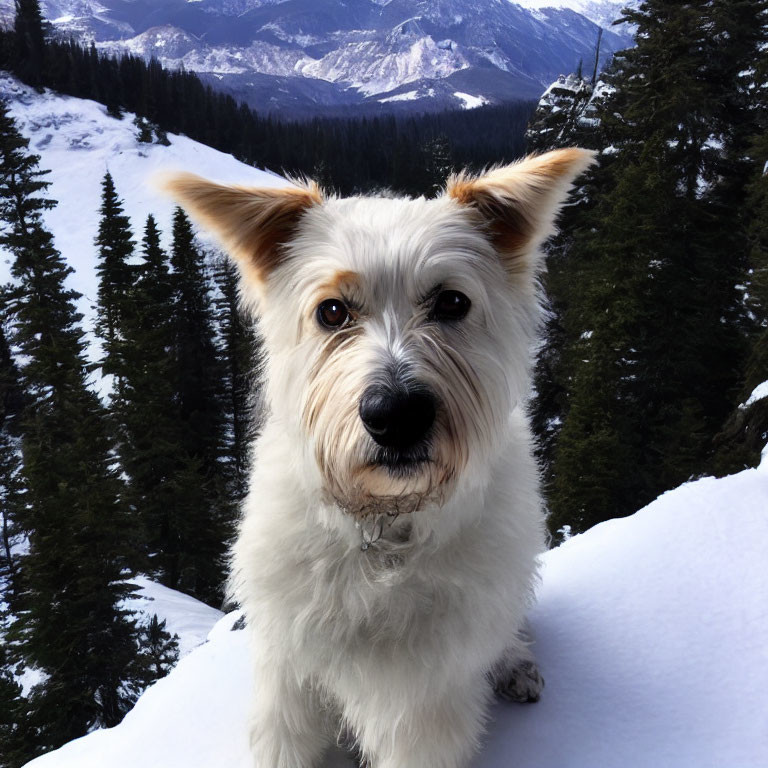 Alert small dog in snowy mountain landscape