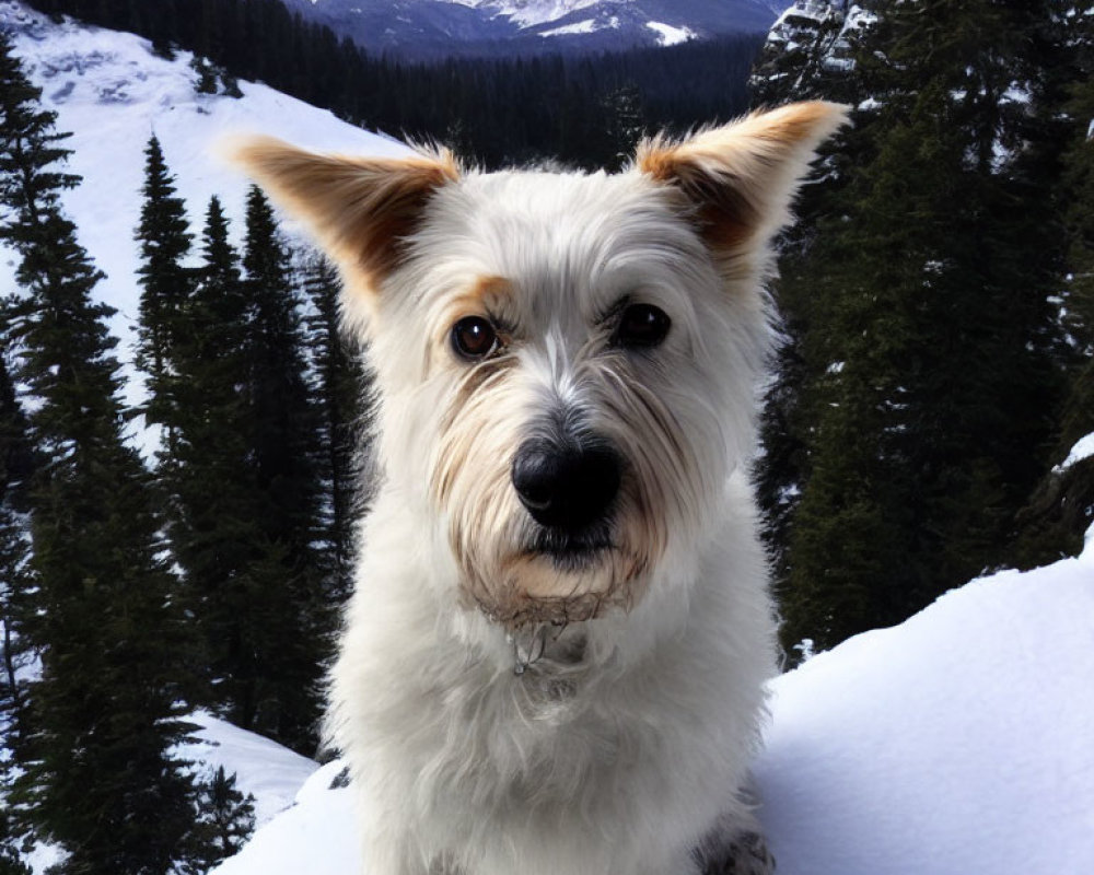 Alert small dog in snowy mountain landscape