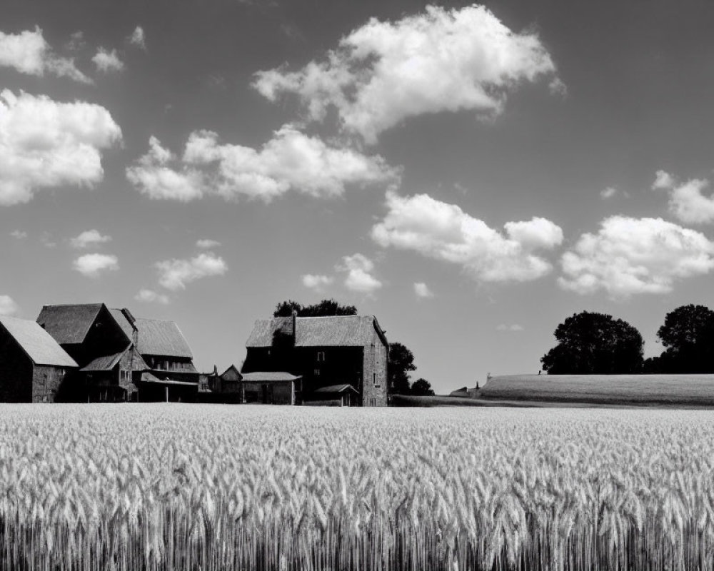 Monochrome wheat field with farm and buildings under cloudy sky