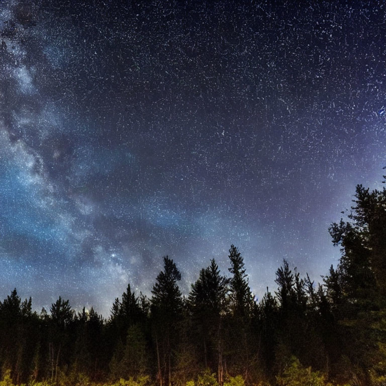 Starry Night Sky Over Silhouetted Pine Forest