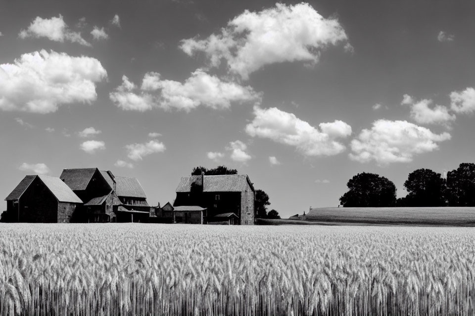 Monochrome wheat field with farm and buildings under cloudy sky