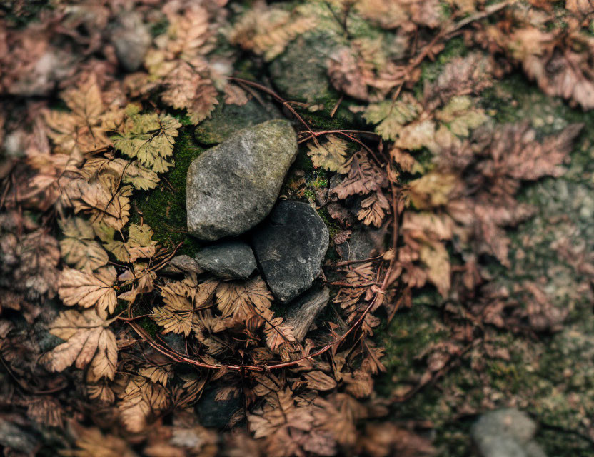 Forest floor scene: rocks, twigs, leaves, moss.