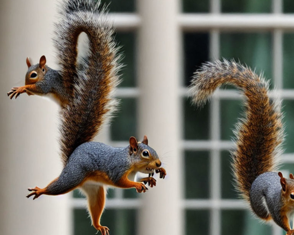 Three squirrels leaping against building with white window panes