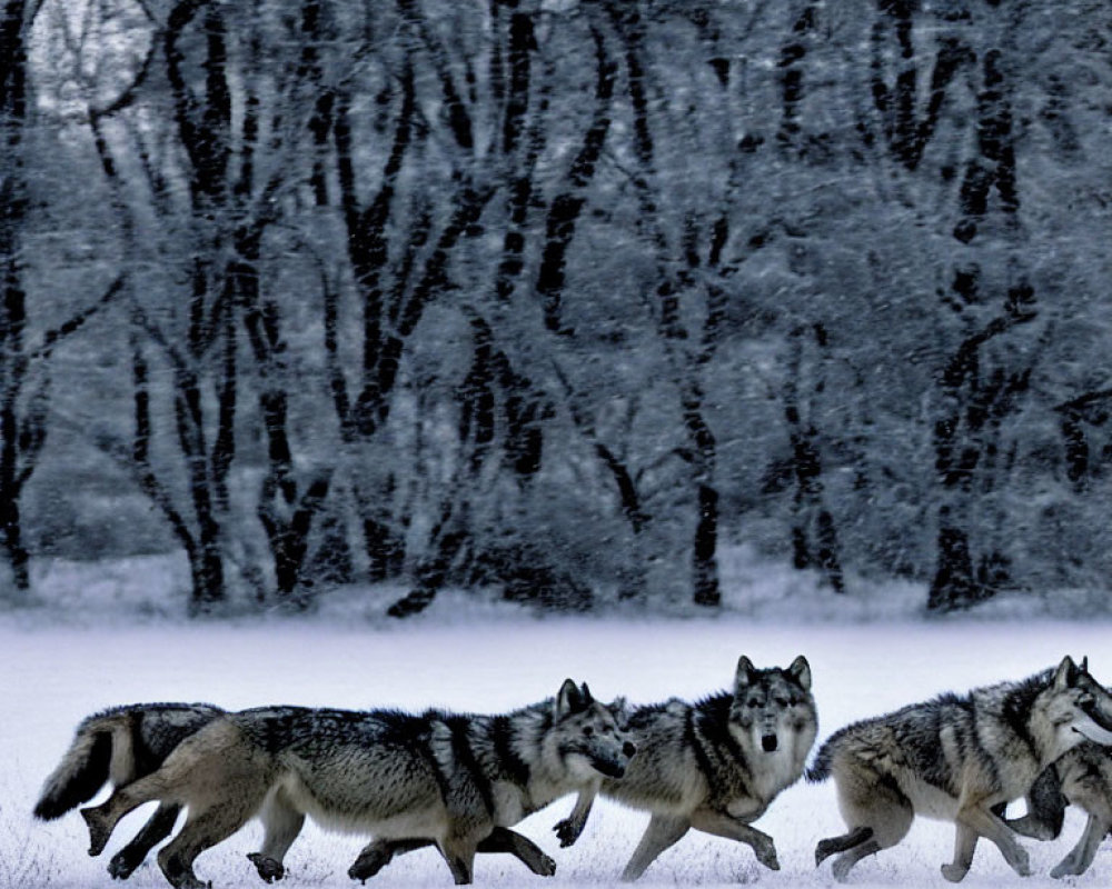 Group of wolves crossing snowy landscape with bare trees