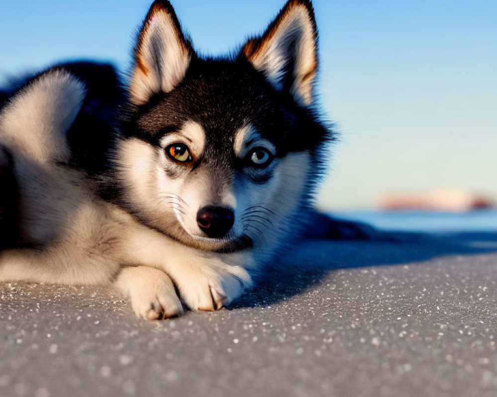 Adorable Husky Puppy with Striking Blue Eyes on Sandy Surface