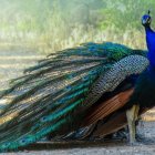 Vibrant abstract painting of two birds in blue, green, and red splattered effects