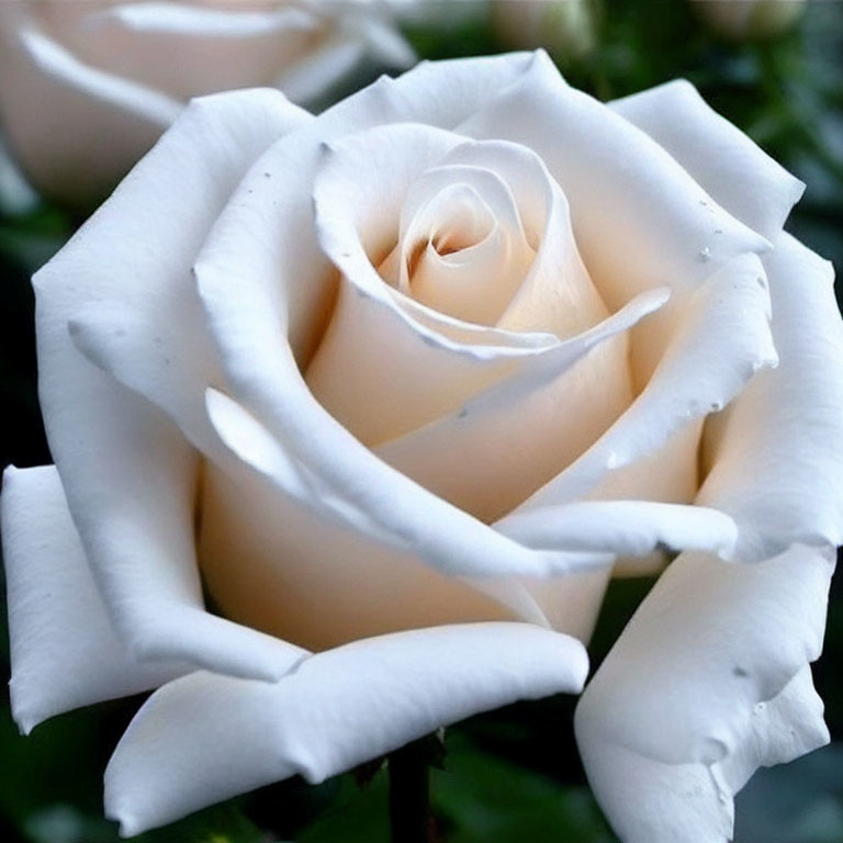 Close-up of white rose with delicate unfurled petals against blurred green background