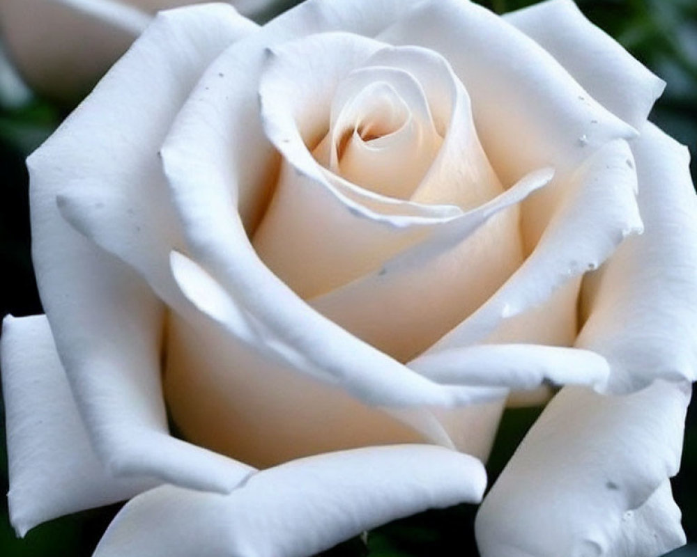 Close-up of white rose with delicate unfurled petals against blurred green background