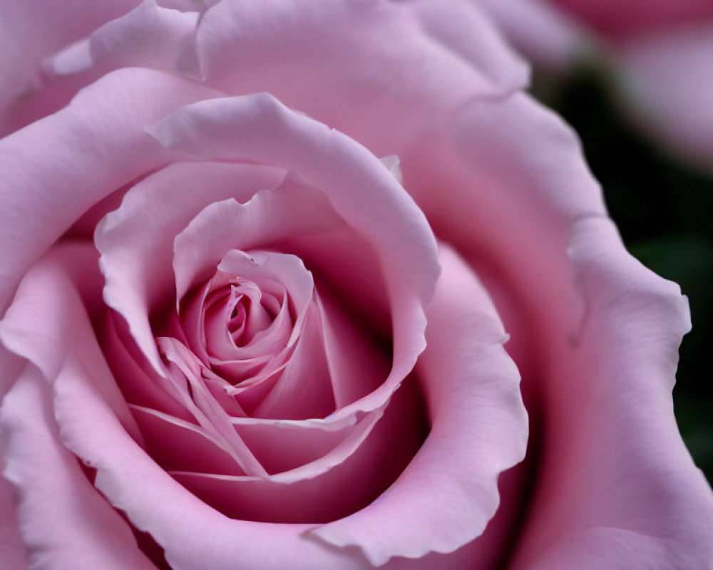 Delicate Pink Rose with Soft Spiraling Petals on Blurred Background