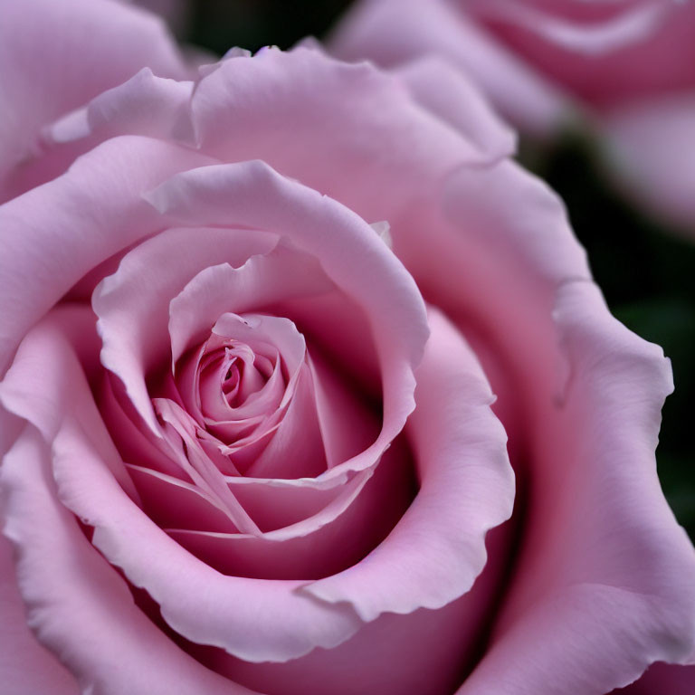 Delicate Pink Rose with Soft Spiraling Petals on Blurred Background