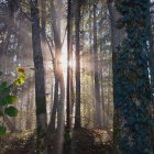 Misty forest scene with sunlight and wildflowers