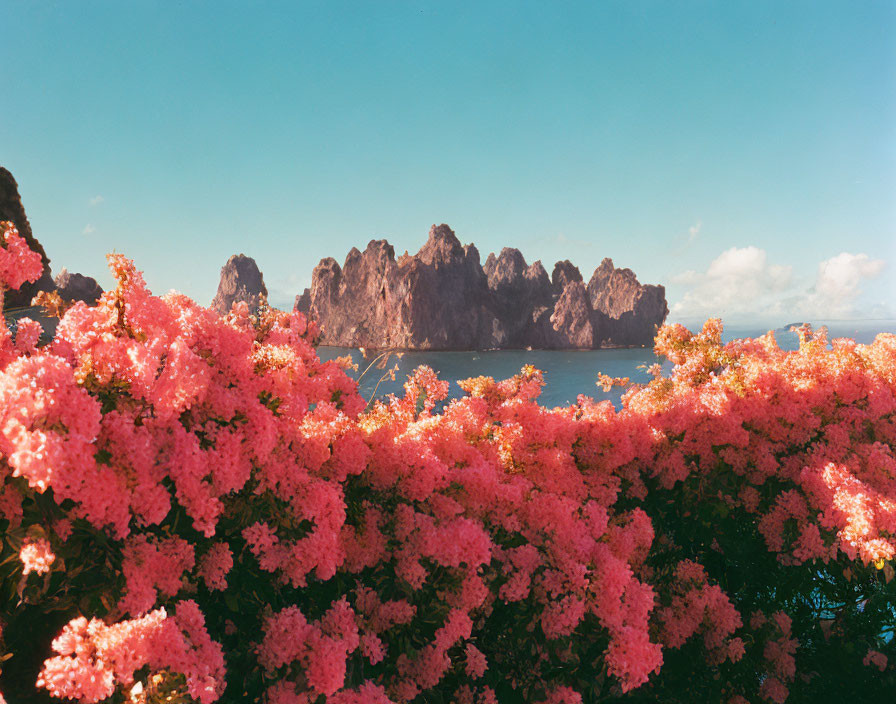 Vibrant Pink Flowers, Jagged Mountains, Calm Sea, Blue Sky with Fluffy Cloud