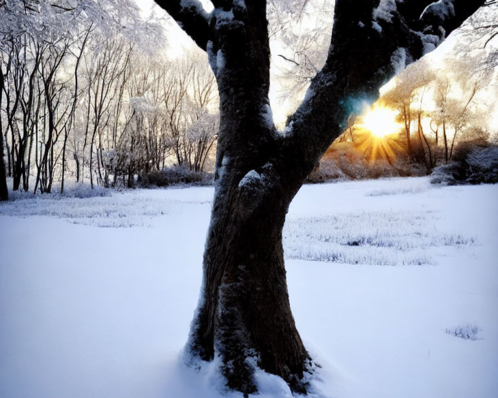 Snow-covered Winter Scene with Setting Sun