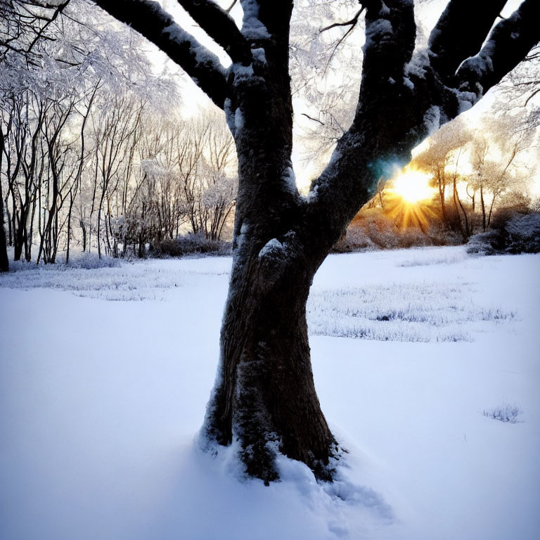 Snow-covered Winter Scene with Setting Sun