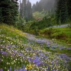 Vibrant Fairy-Tale Forest with Brook and Cottages