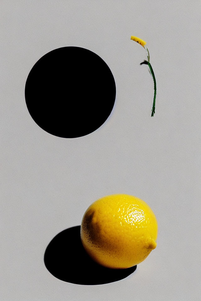 Sprouting lemon shadow on light surface near black circle