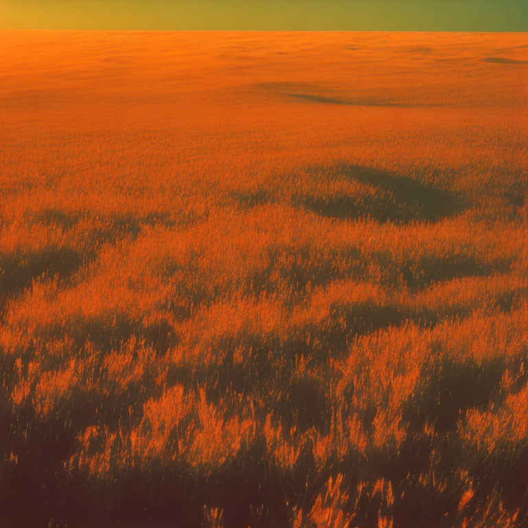 Expansive field with golden light and textured surface at sunset.