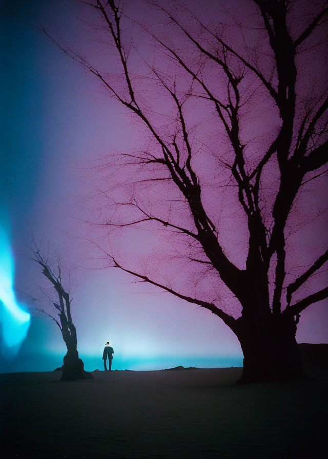 Nighttime silhouette between bare trees under purple sky with blue light.