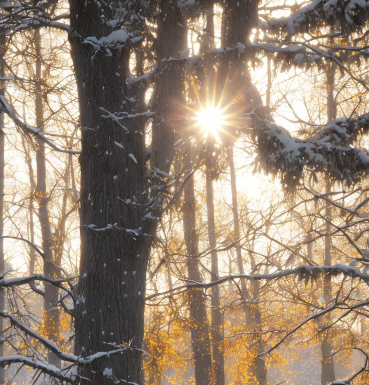 Snowy forest with sunlight and snowflakes in golden glow