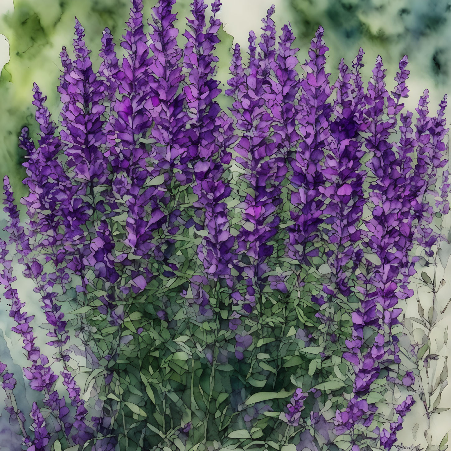 Vibrant Purple Lupine Flowers with Green Foliage on Soft Background