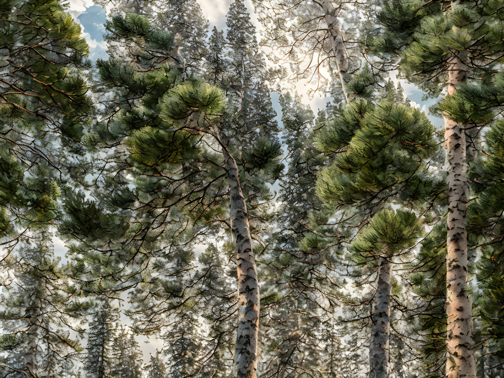 Lush pine forest under hazy sky