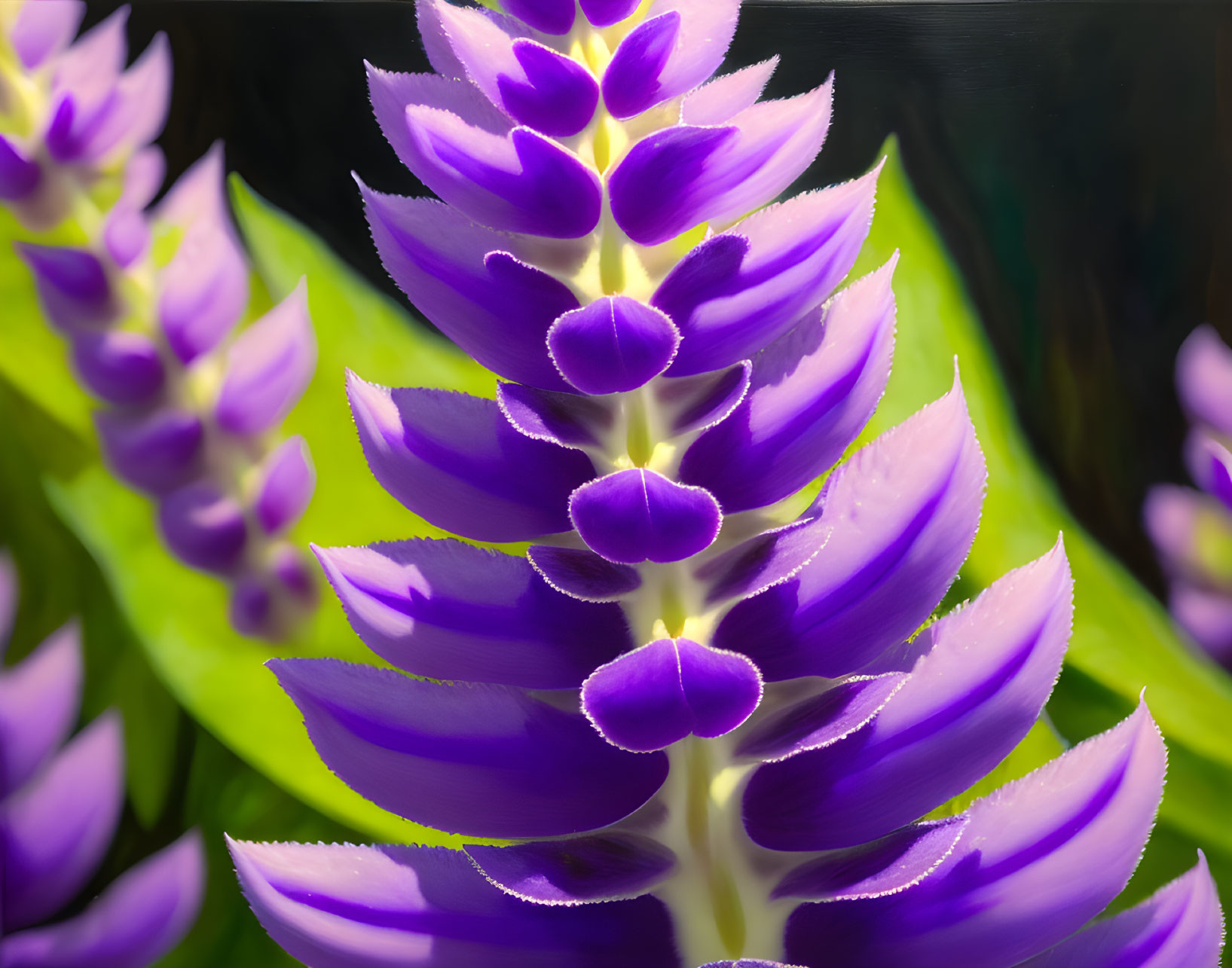 Blooming purple lupine flowers against soft green backdrop