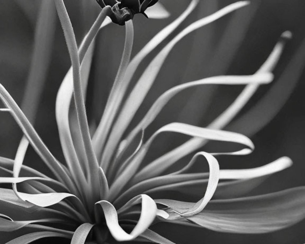 Monochrome photograph of elegant flower petals and spiraling bud